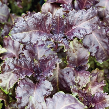 Picture of Basil Purple Ruffles